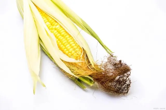 在衛生紙沒(méi)有發(fā)明之前，美國人上廁所竟是用玉米穗