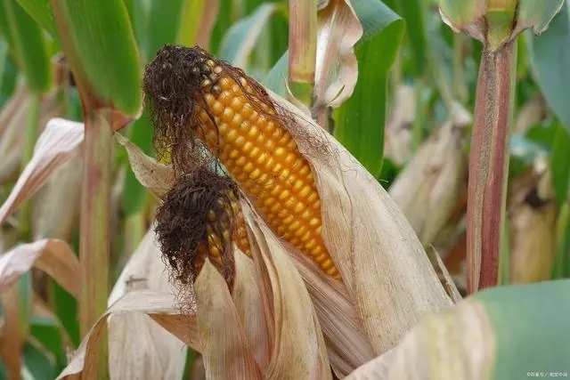 在衛生紙沒(méi)有發(fā)明之前，美國人上廁所竟是用玉米穗