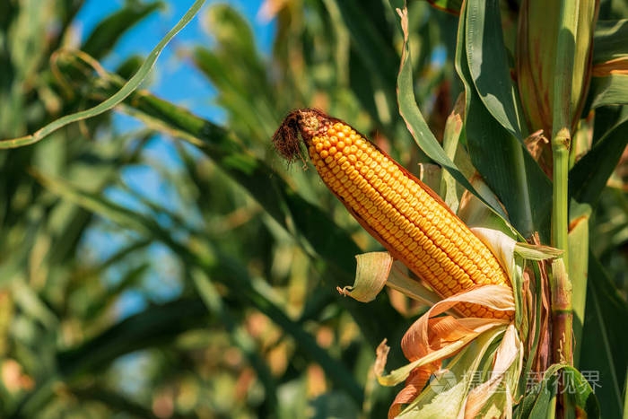 在衛生紙沒(méi)有發(fā)明之前，美國人上廁所竟是用玉米穗