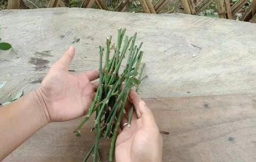 用衛生紙繁殖月季的神奇方法